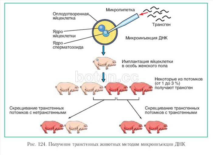 Животные растения микроорганизмы вирусы генетическая программа которых изменена с использованием