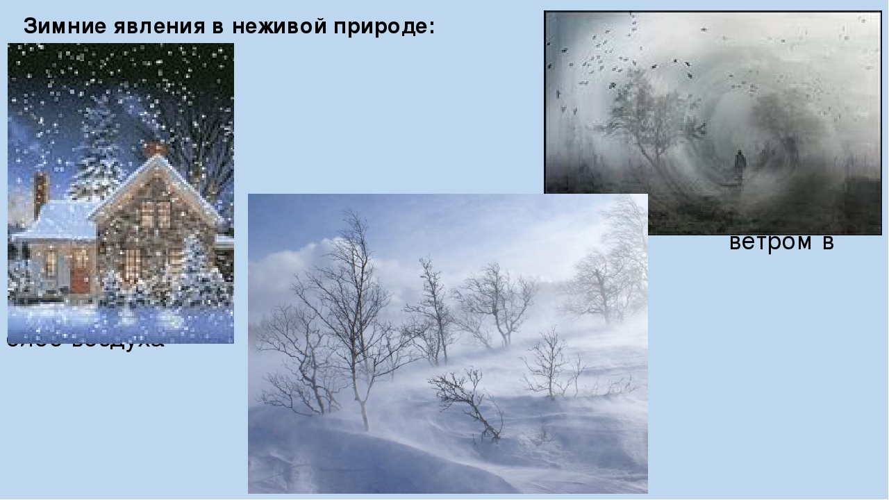 Явление в неживой природе снегопад. Зимние явления. Явления природы зима. Зимние явления природы вьюга. Зимние явления в неживой природе зимой.