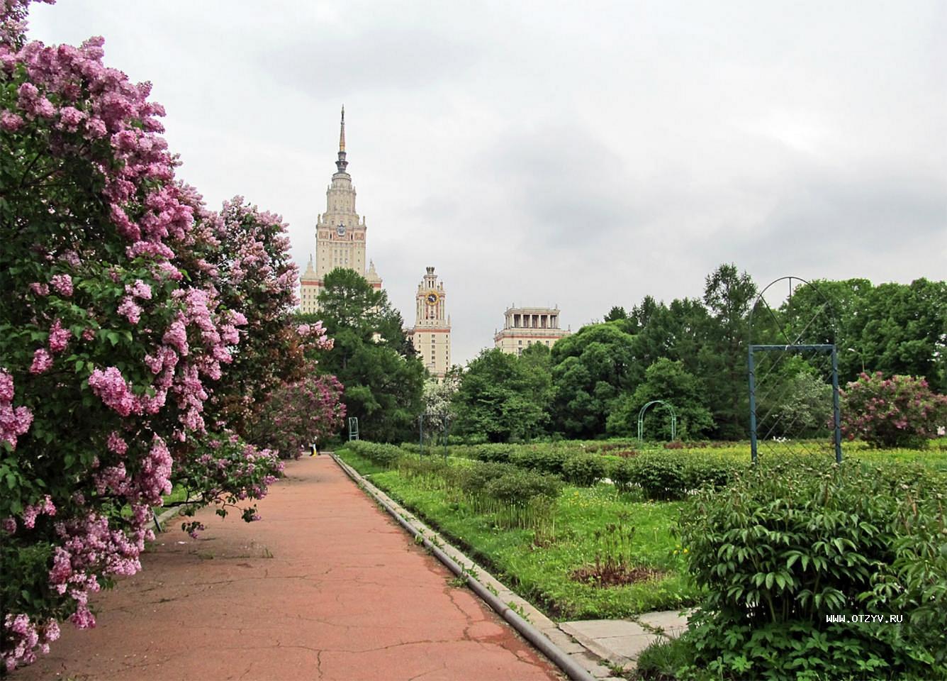 Ботанический сад мгу сирень фото