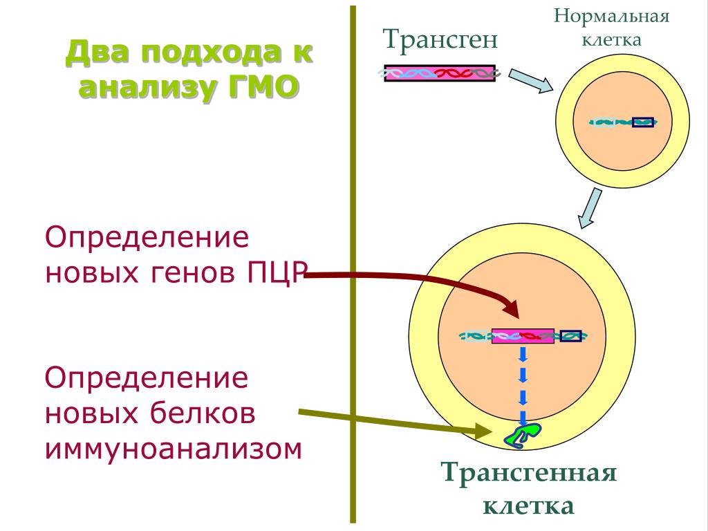 Анализ гмо. ПЦР ГМО. Метод цепной полимеразной реакции ГМО. Генно модифицированная клетка. Исследования безопасности генетически модифицированных организмов.