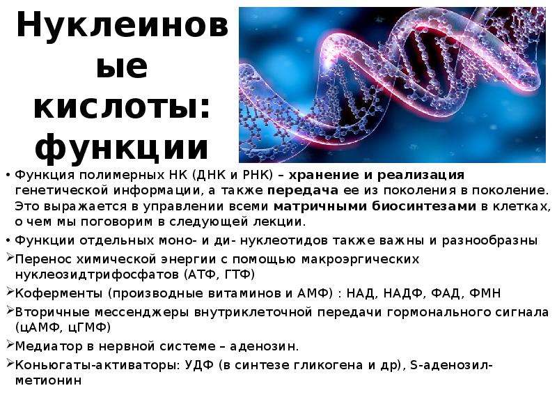 Хранение рнк. Роль нуклеиновых кислот в реализации наследственной информации. Функции нуклеиновых кислот ДНК. Роль ДНК И РНК В передаче наследственной информации. Роль нуклеиновых кислот в передаче генетической информации.