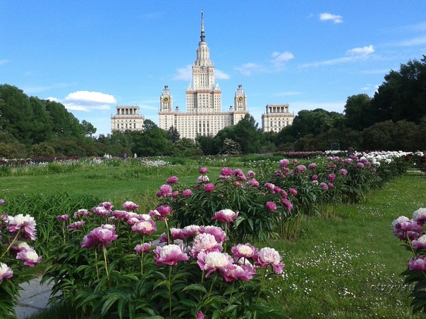 Ботанический сад мгу имени м в ломоносова аптекарский огород фото